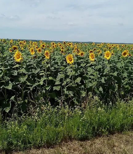 Ela's Ferienoase Haus Ketsching Gorcsonydoboka
